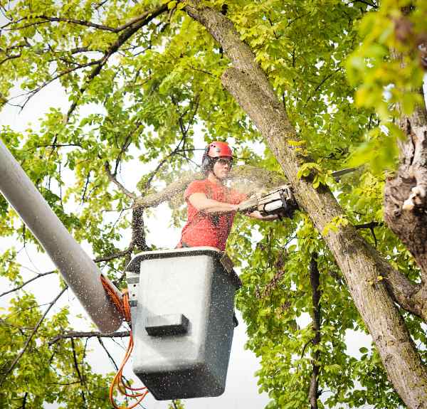 Cherry Hill Tree Service