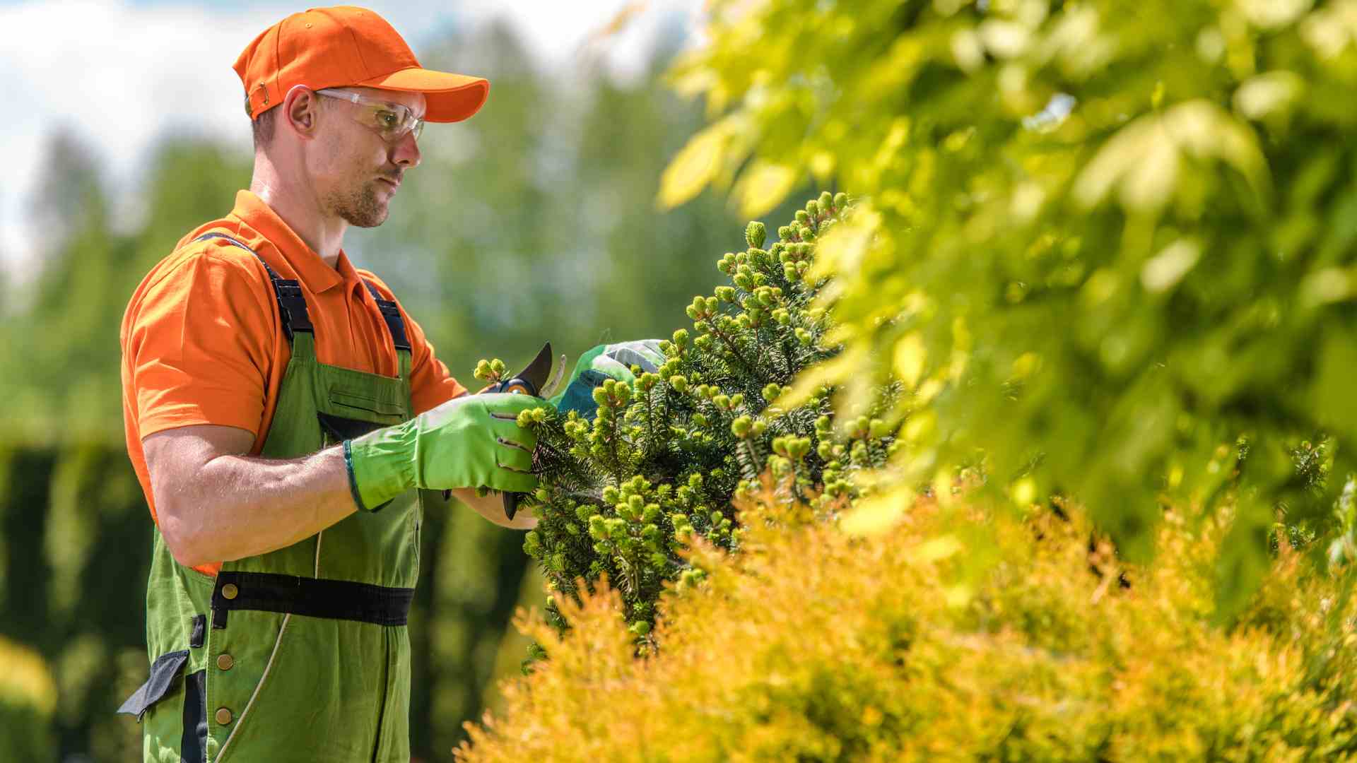 Tree-Maintenance