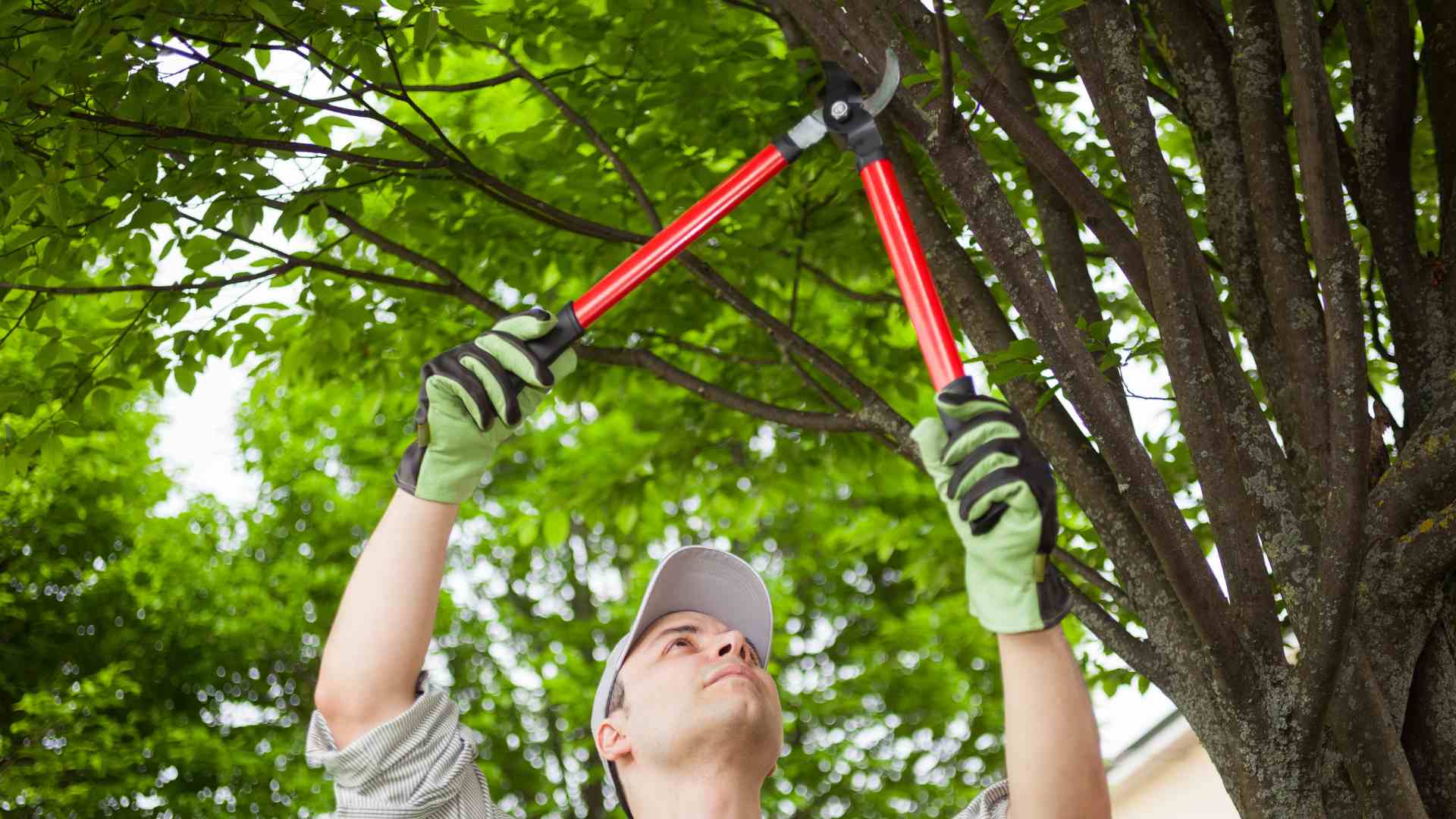 Tree-Pruning