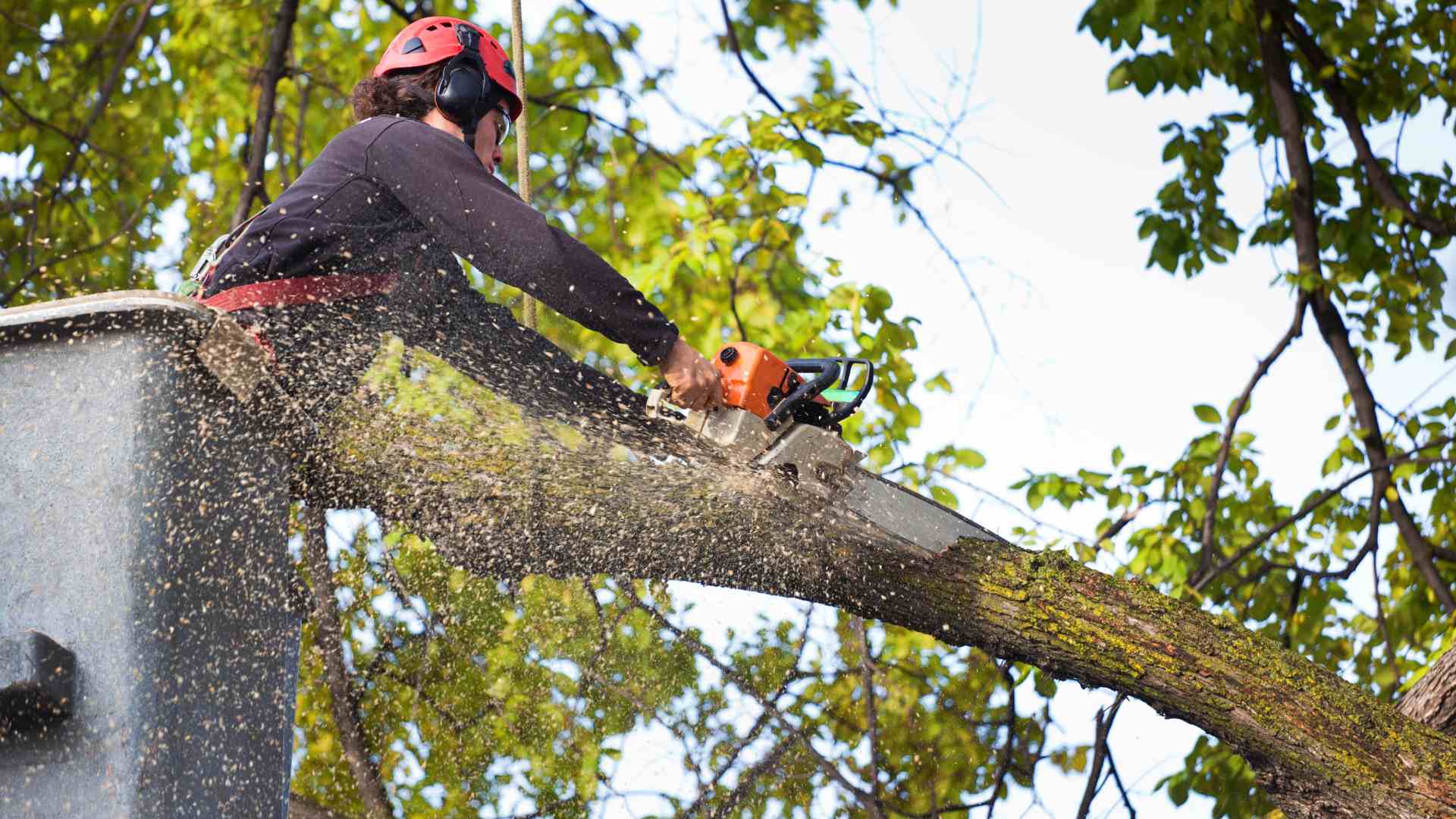 Tree-Removal